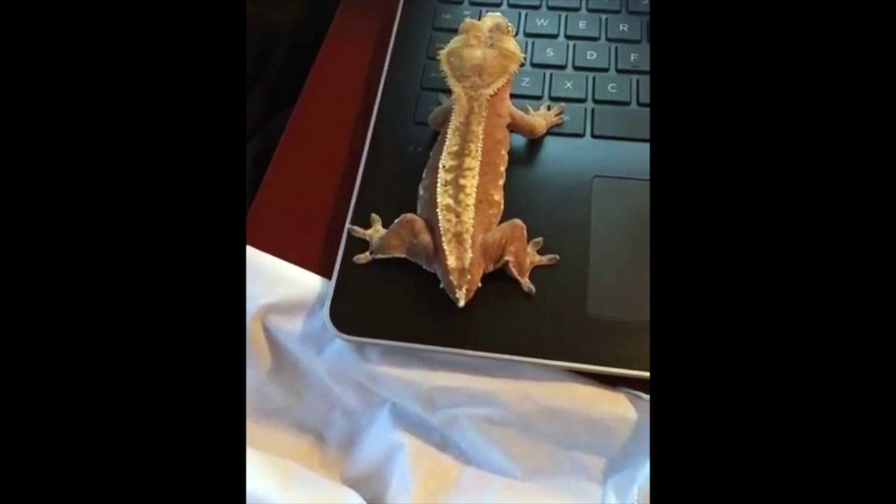 Gekko domestique : il fait caca sur l'ordinateur