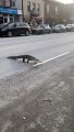 Un alligator traverse la rue à Montreal... du jamais vu