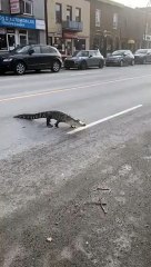 Un alligator traverse la rue à Montreal... du jamais vu