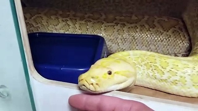 Ce python birman est l'animal de compagnie le plus affectueux du monde