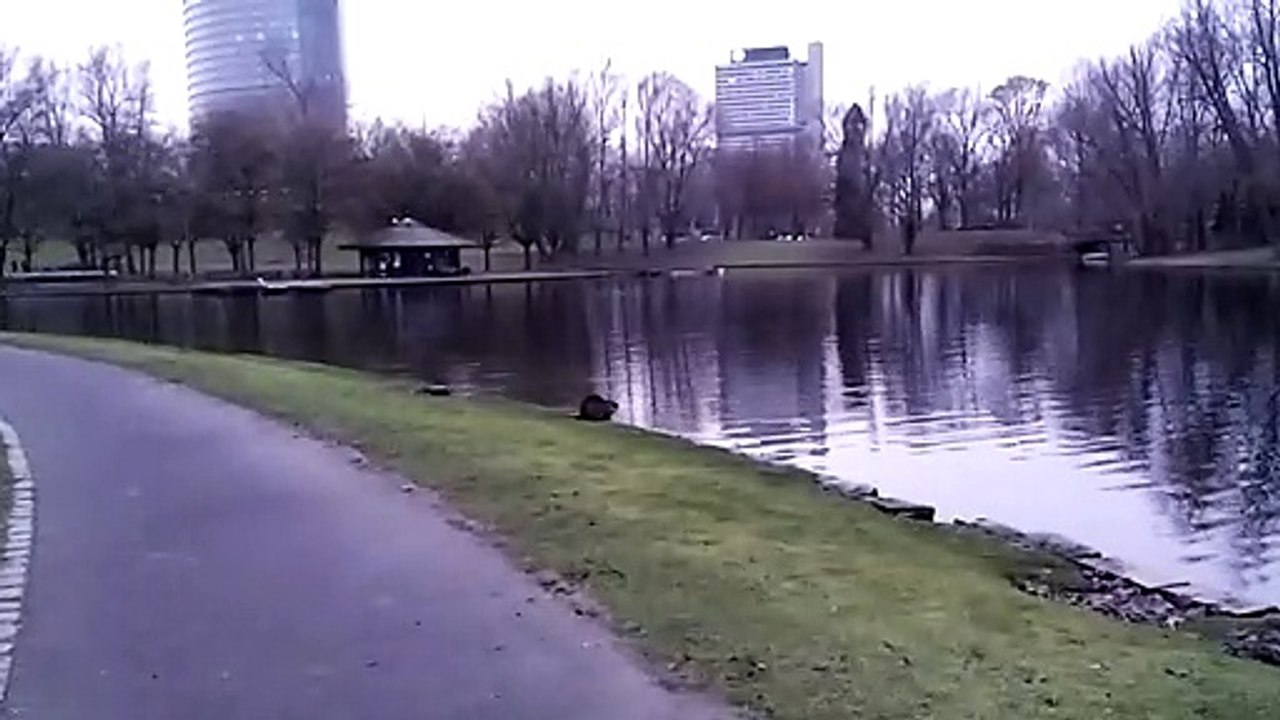 Rheinaue, Bonn (5-6)