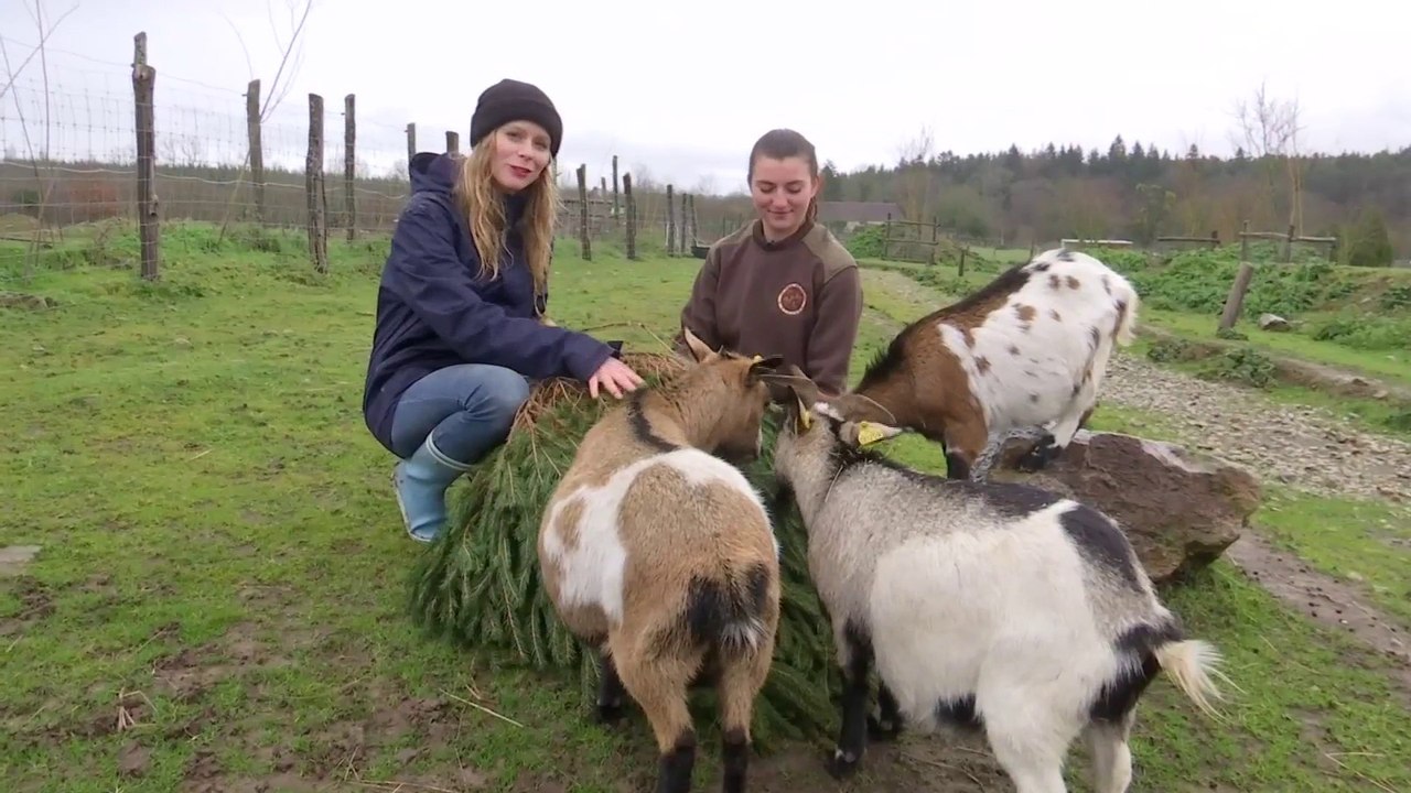 Comment recycler son sapin de Noël intelligemment ? Déposez-le dans ce parc animalier pour qu'il serve de repas à des chèvres naines ou de jeux pour raton laveurs