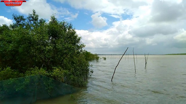 Sundarban ll Jungle ll Forest ll Free 2 use ll No copyright stock footage II Beautifull River II Royalty free Stock footages