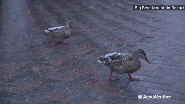 Snowfall has everyone out on the slopes, and we mean everyone