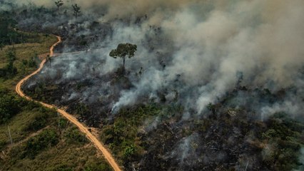 Top climate and environment stories of 2019