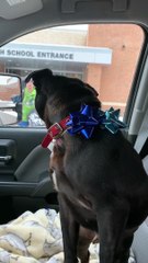 Found Pup Makes for the Perfect Present