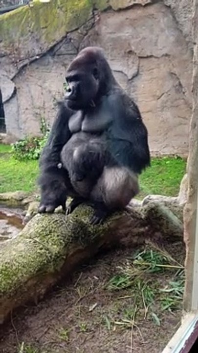 Glass Gets Whacked by Gorilla