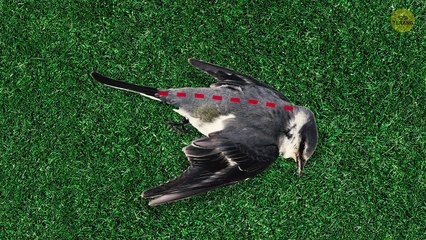 Apa yang Harus Kamu Lakukan Saat Melihat Burung yang Terluka