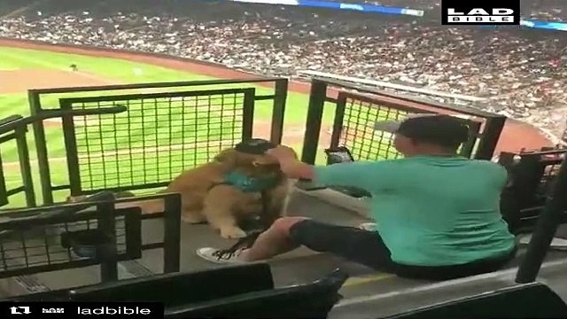 Este perro sostiene en su boca un perrito caliente mientras su dueño le saca una foto