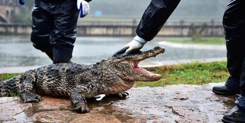 El turista chino patea a un cocodrilo en peligro de extinción "para que se mueva"