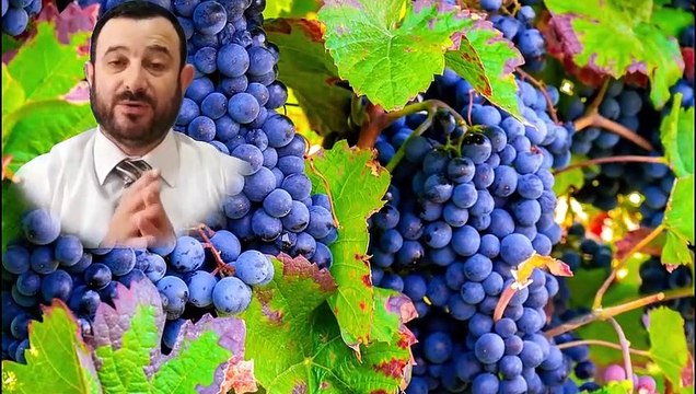 حلم العنب للمتزوجة والعزباء في المنام - العنب في المنام للرجل والمرأة - تفسير العنب الاخضر والاحمر