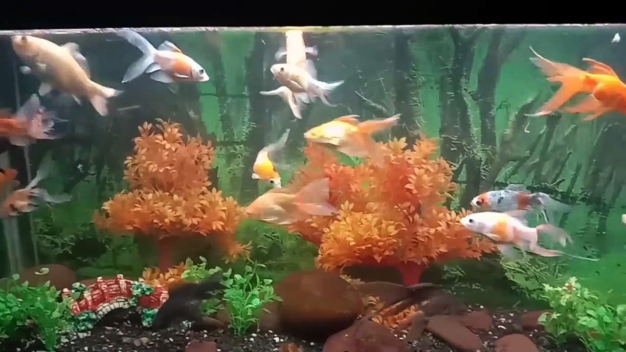Aquarium Surat