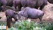 This Rhino Calf Thinks He's Much Bigger, Taunts Other Animals