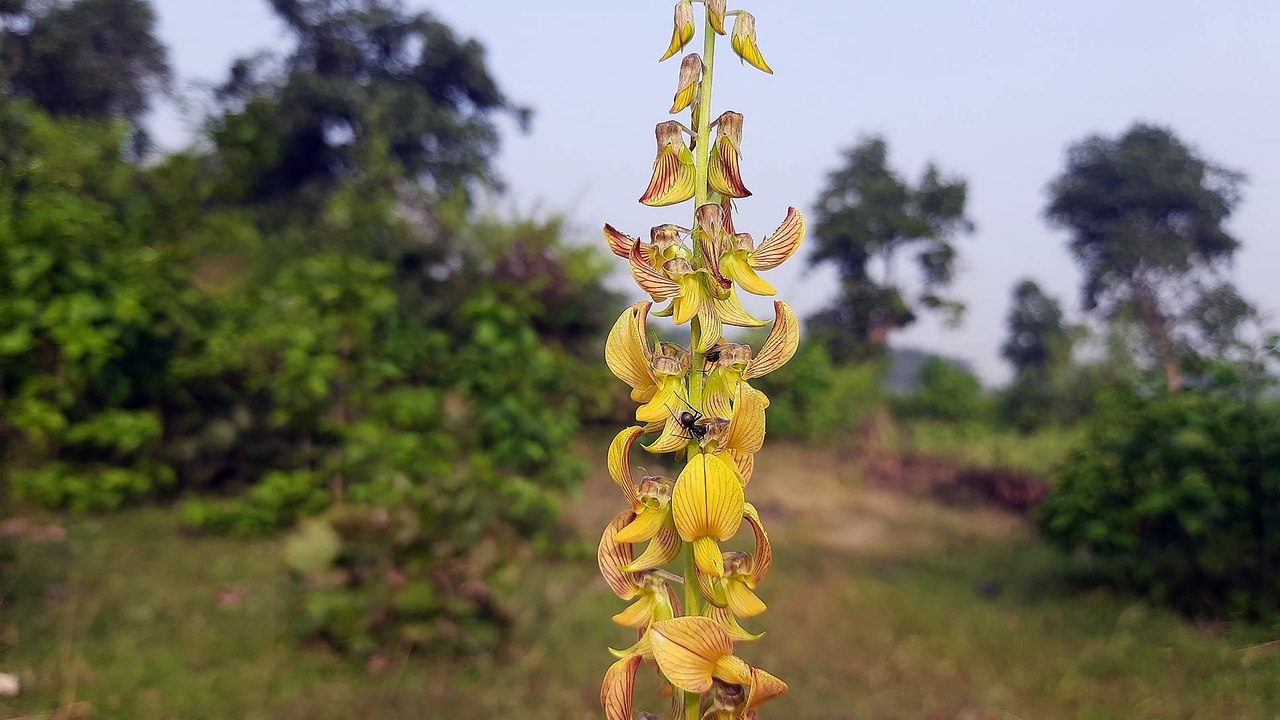 A black ant climbing on wildflower.