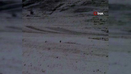 Yiyecek bulmakta zorlandığı için köylere inen kurt böyle görüntülendi