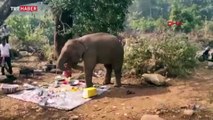 Hindistan'da yemek kokusu alan fil, piknik alanını bastı