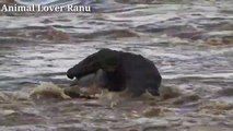 Twenty Foot Big Nile Crocodile Attacks Brindled Blue Wildebeest-Biggest Crocodile Of The World