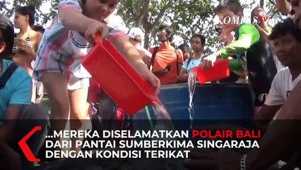 Enam Penyu Dilepasliarkan di Pantai Kuta