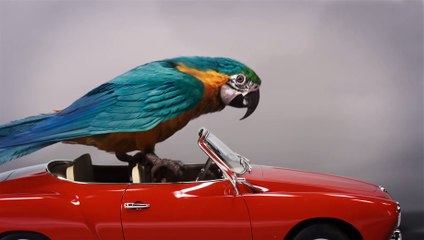 DOLITTLE  Película  - Audiciones