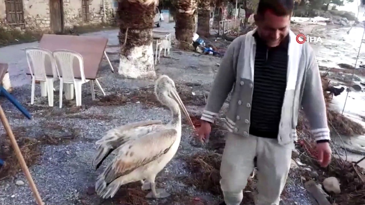 Pelikan 'Yaşar' Karina’nın gözdesi oldu