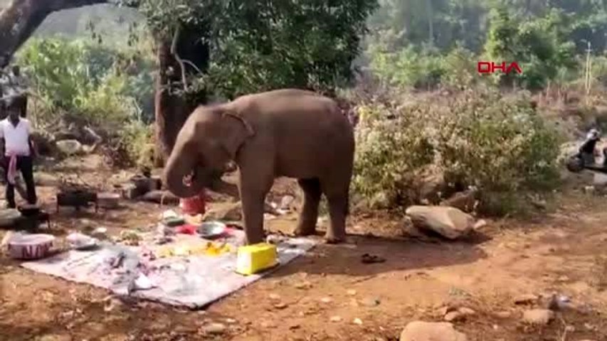 Hindistan'da yemek kokusu alan fil, piknik alanına koştu? o anlar kamerada  - Dailymotion Video