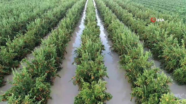 Göle dönen bahçede kayıkla hasat