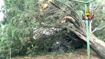 Maltempo nel Cosentino, crollano alberi a Montalto (23.12.19)