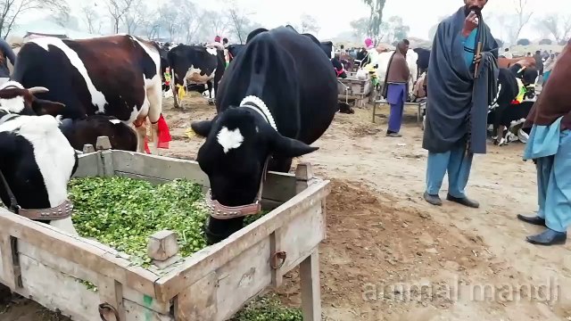 Information of doli shaheed mandi jhang janwar different types