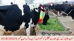 Information of top beautifull cows in janwar mandi doli shaheed