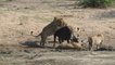 lion pride and Cape Buffalo-Kruger National Park October 2019