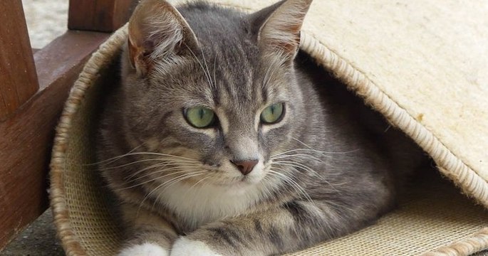 Un couple retrouve son chat le soir de Noël, deux mois après sa disparition