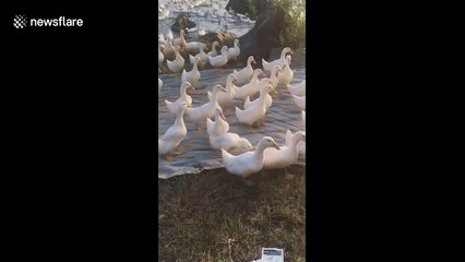 Vietnamese farmer uses special calls to command thousands of ducks