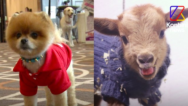 Pourquoi il ne faut pas faire porter d'habits à son animal | Le Speech d'Hélène Gateau, vétérinaire