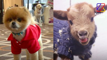 Pourquoi il ne faut pas faire porter d'habits à son animal | Le Speech d'Hélène Gateau, vétérinaire