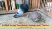 Balloon Pigeon Fancy pigeons breeding/Ballon Pigeon Breed 2020 (gobara kabootar)