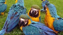 Beautiful Macaw Parrots very lovely 2020