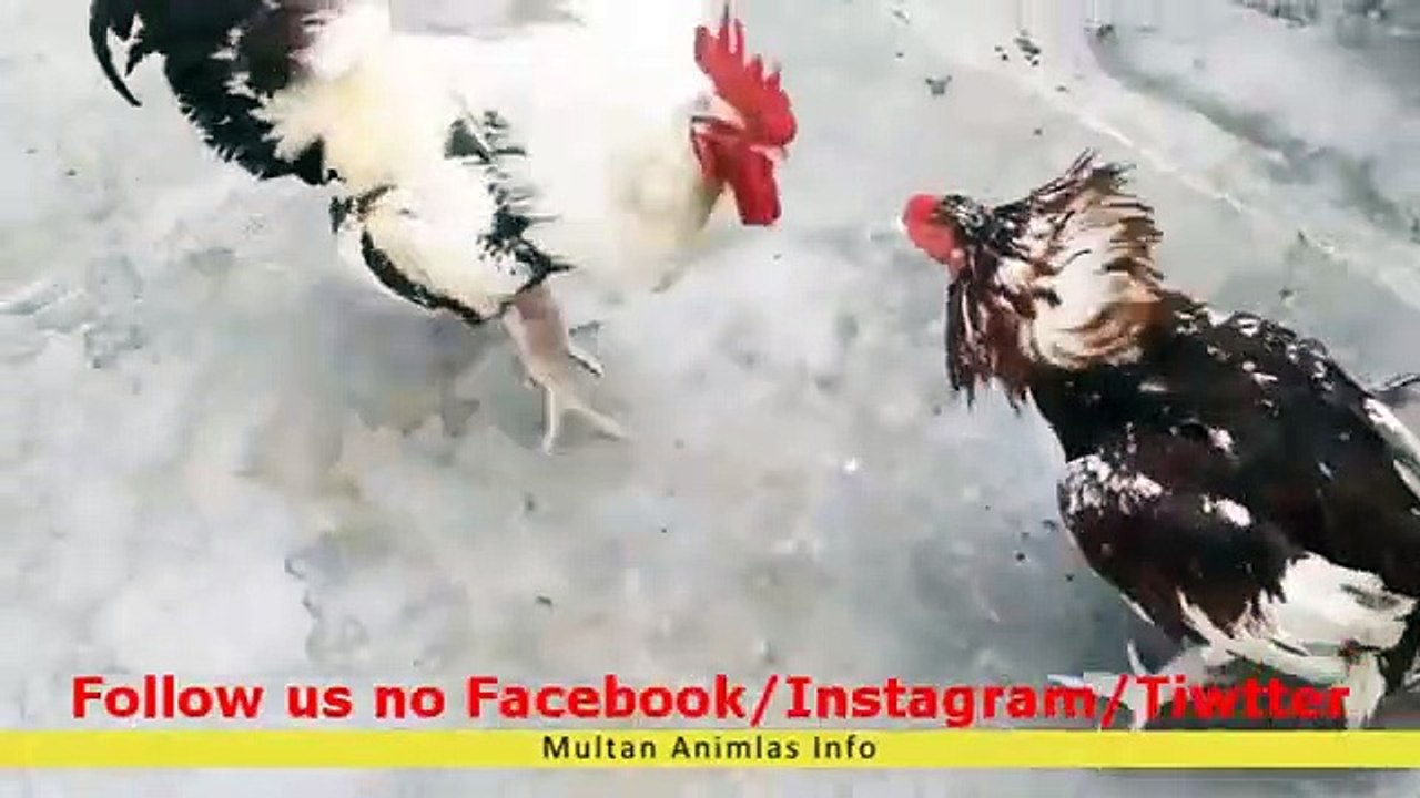 Aseel murga vs Desi murga fight