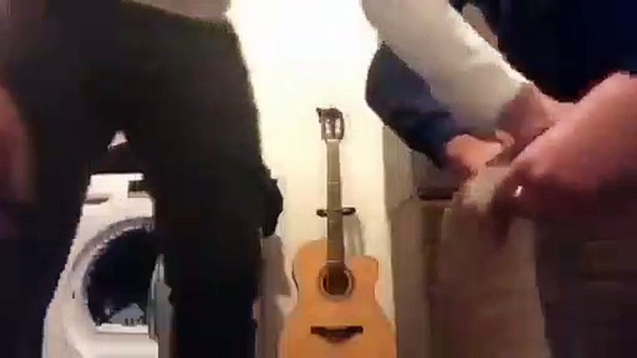 halay çeken kedi