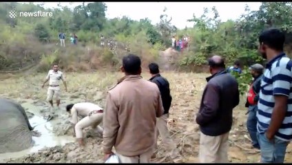 Elephant calf dies after 38-hour struggle in thick Indian swamp