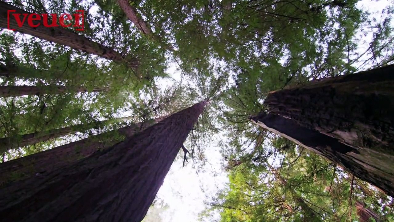 Massive California Redwood Tree Falls And Kills Hiker On Christmas Eve