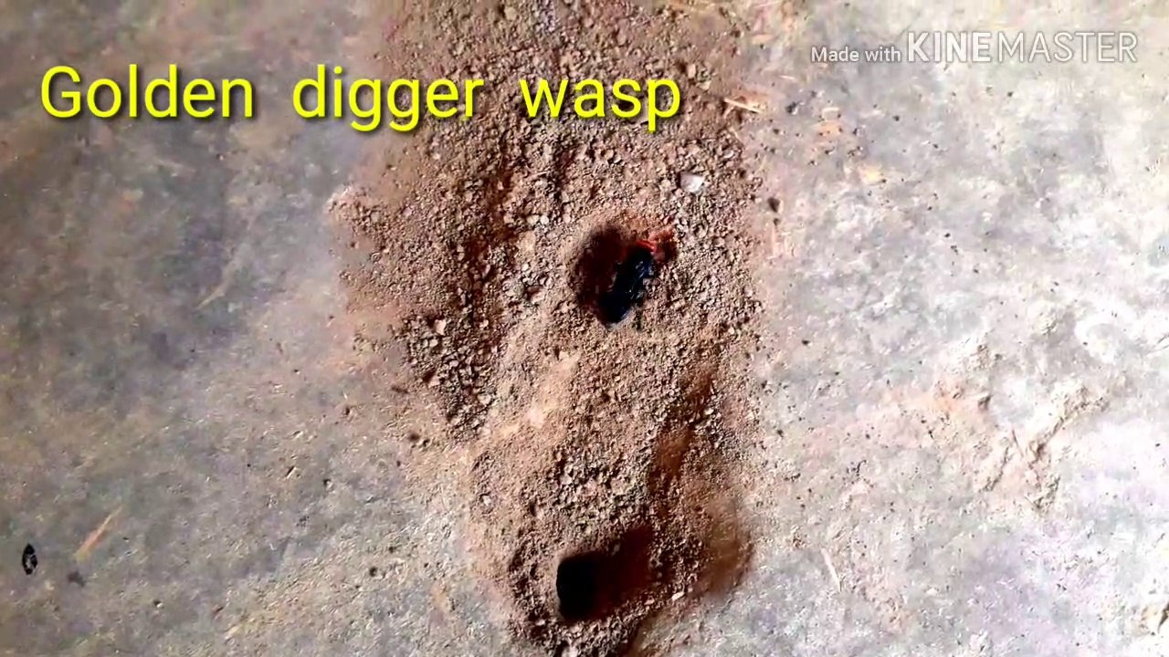 golden digger wasp in hindi, जमीन खोदने वाली ततैया , अपना वंश आगे बढ़ाने के लिए क्या -  क्या करते हैं ये जीव , प्रकृति की अद्भुत रचनाओं में से एक