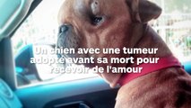 Il adopte un chien mourant pour lui donner de l'amour avant sa mort