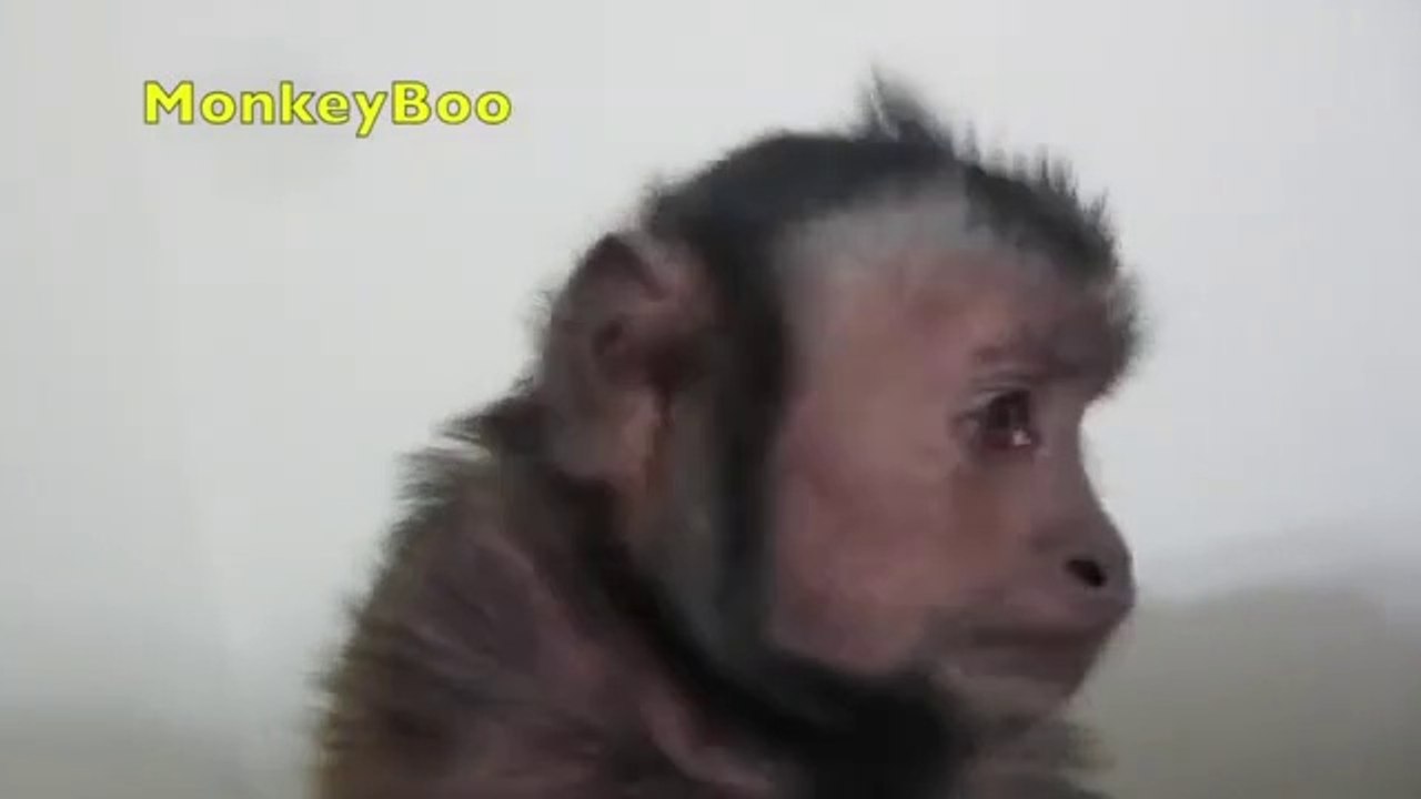 Monkey eats banana
