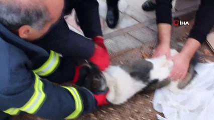 Boğazı zincire dolanan köpeğin imdadına itfaiye yetişti