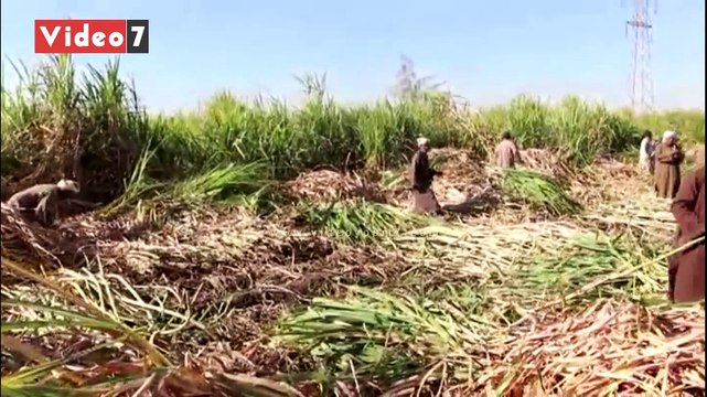 بدء موسم حصاد القصب بالأقصر.. وتجهيز المسارات ومصنع السكر بأرمنت