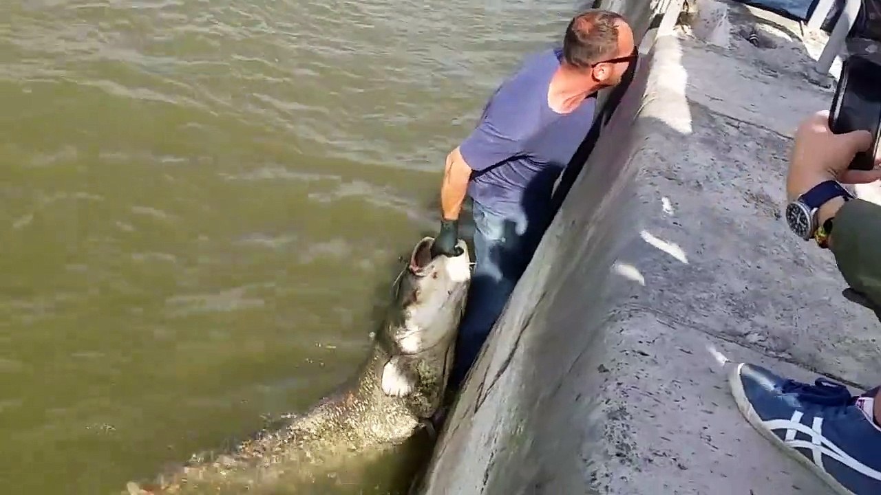 Regardez le monstre que ce pecheur sort de la seine a paris... silure impressionnant