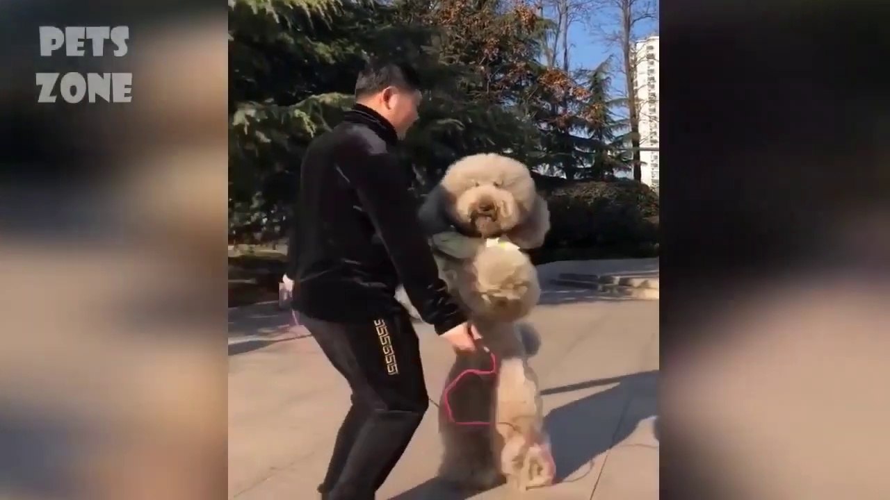 Funniest__Dogs_and__Cats_-_Funny_Pet_Animals'_Life_Videos