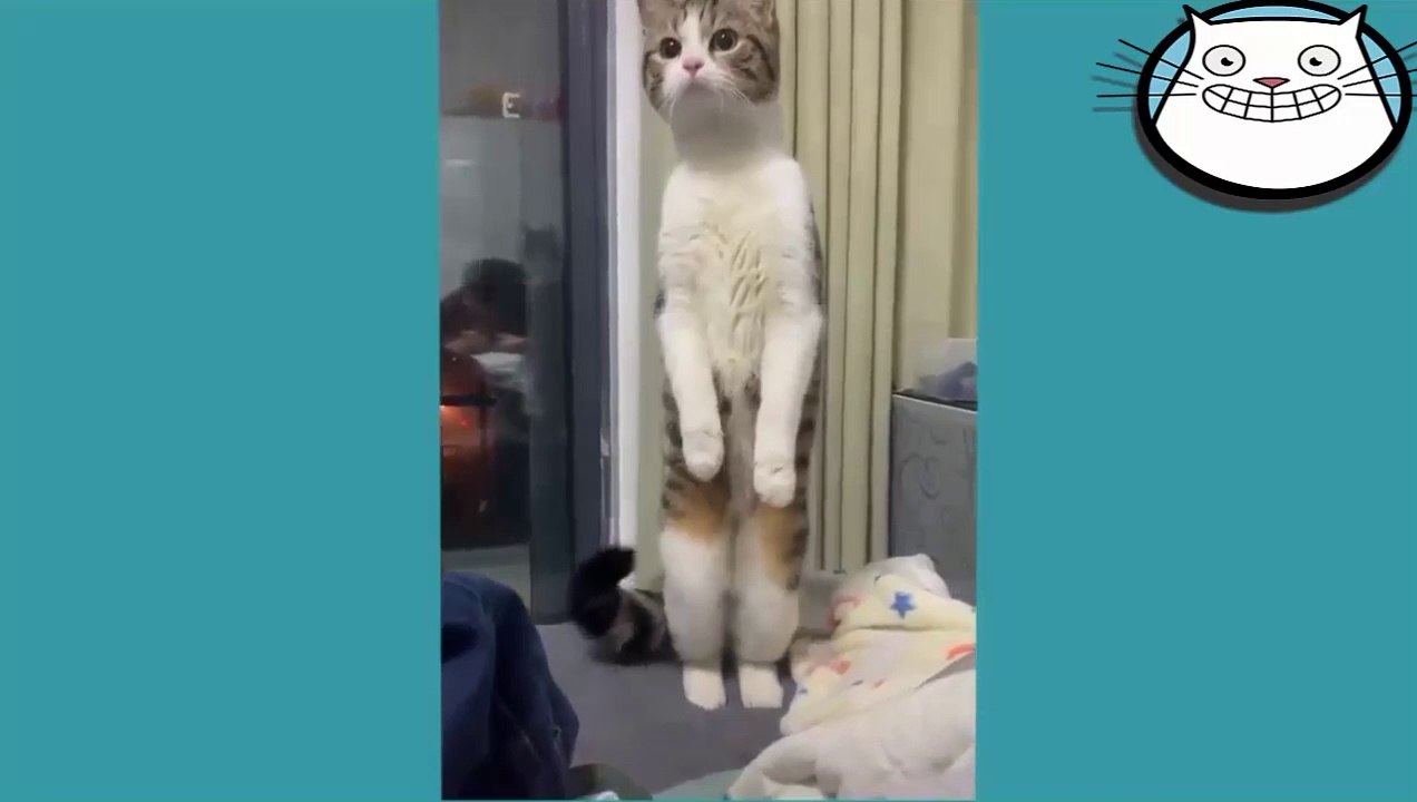 Talking_Kitty_Cats_️_Cute_Cats_And_Dogs__Most_Funny_Pet_Videos