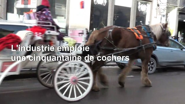 A Montréal, derniers tours de piste pour les calèches controversées