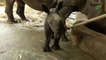 Nace un rinoceronte blanco en Singapur